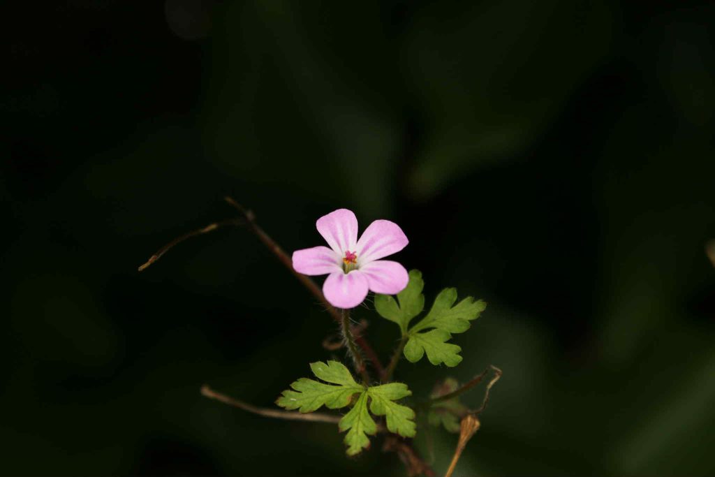 blomst