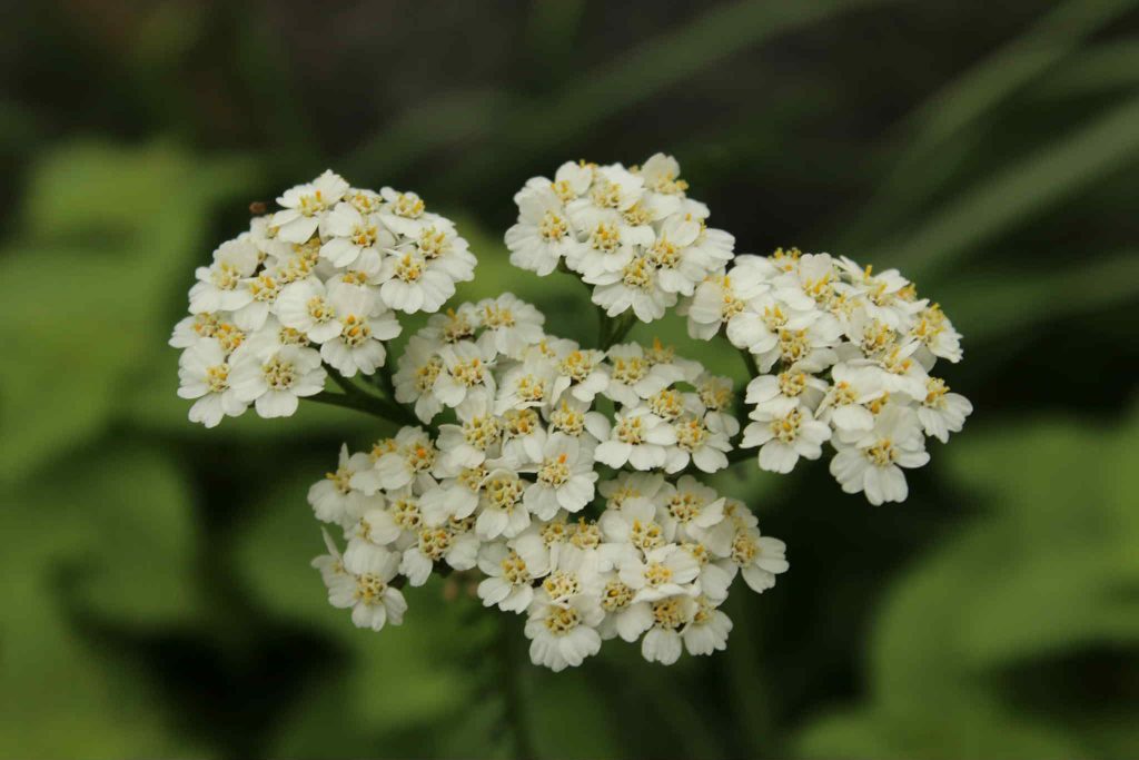 hvit blomst